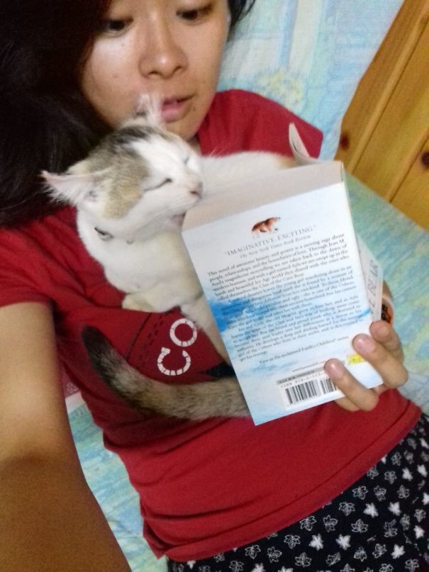 Никаких книг. Лучше погладь! животные, забавно, наглосты, пакости, питомцы, фото, шалости, юмор