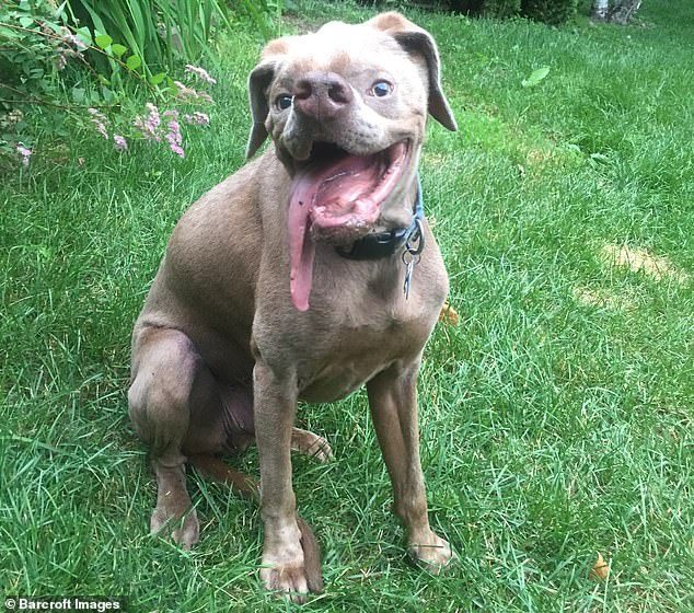 Некрасивый пеc, несмотря ни на что, нашел себе любящих хозяев истории из жизни