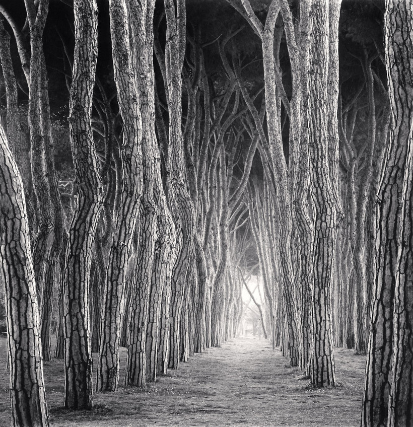 Деревья, как люди: незабываемые портреты деревьев от Майкла Кенны