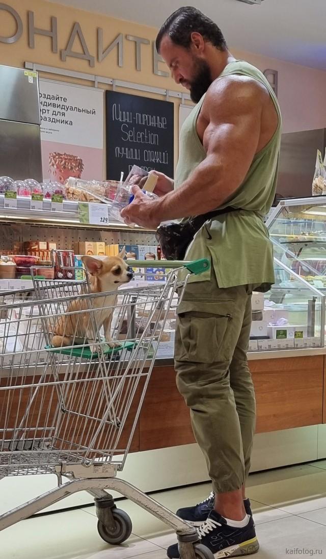 Смешные картинки, весь юмор которых поймут только собачники. Выпуск 1 Смешные картинки, весь юмор которых поймут только собачники. Выпуск 1 comedy pet photography,конкурс,evergreen,format-article,noindex,Развлечения