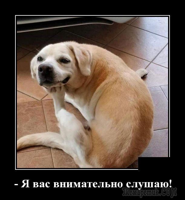 Картинки для хорошего настроения) веселье