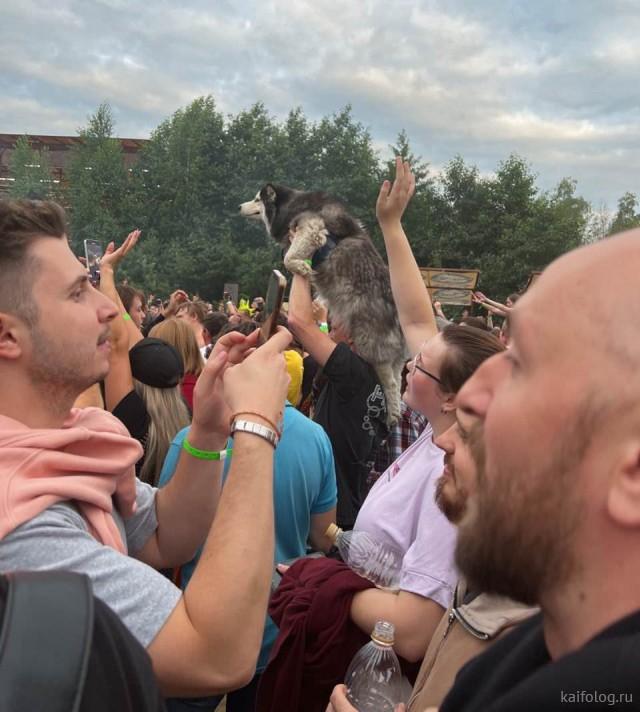 Смешные картинки, весь юмор которых поймут только собачники. Выпуск 1 Смешные картинки, весь юмор которых поймут только собачники. Выпуск 1 comedy pet photography,конкурс,evergreen,format-article,noindex,Развлечения