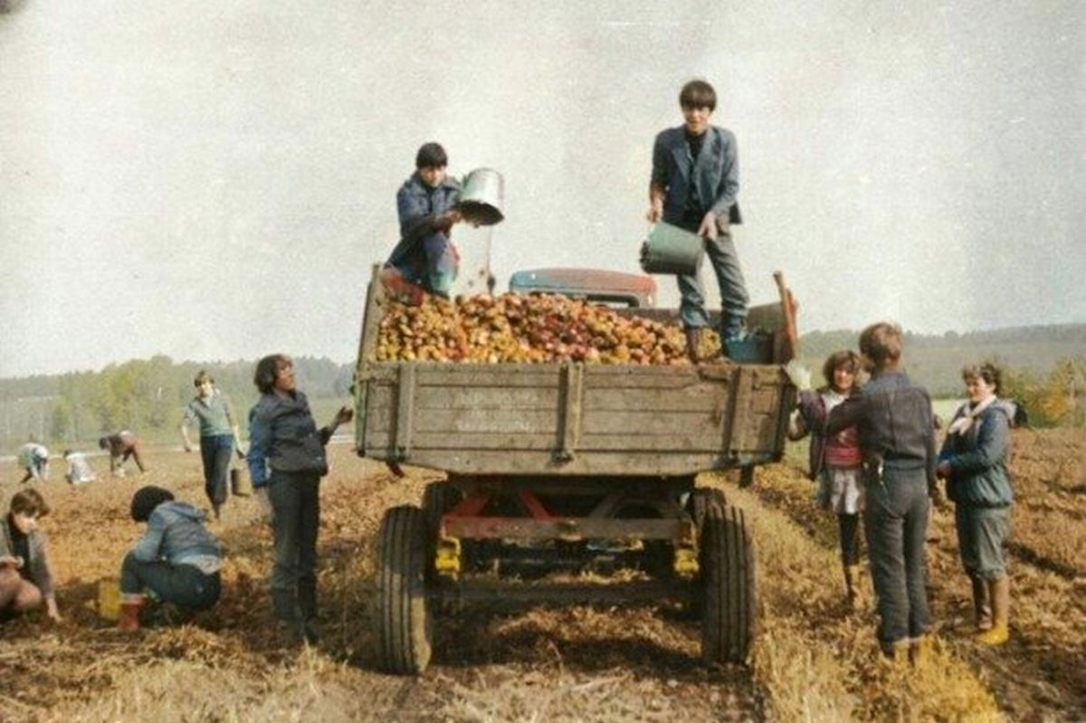 Школа реальной жизни: выезды на уборку картошки и хлопка в СССР