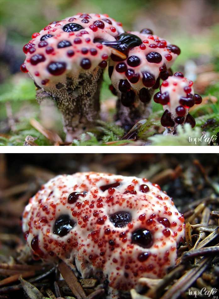 Фото редких и необычных грибов: Hydnellum peckii