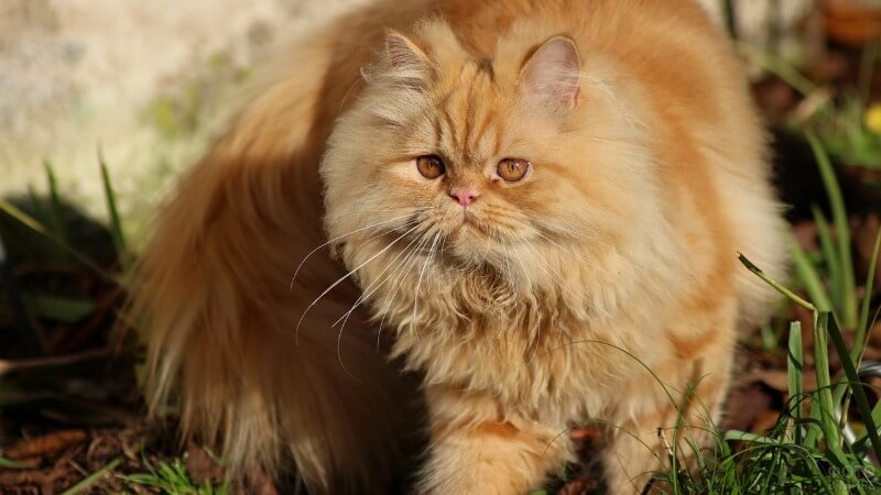 Картинки по запросу "фото рыжий персидский кот"