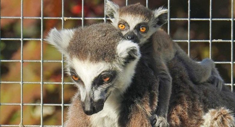 Мамочки и их детки Мамочки и их детки