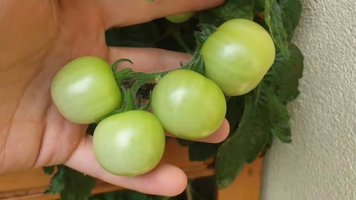 Как вырастить помидоры прямо на балкон