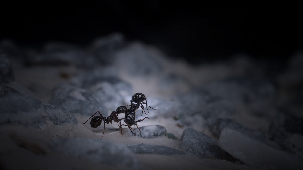 Картинки по запросу Тонущие муравьи