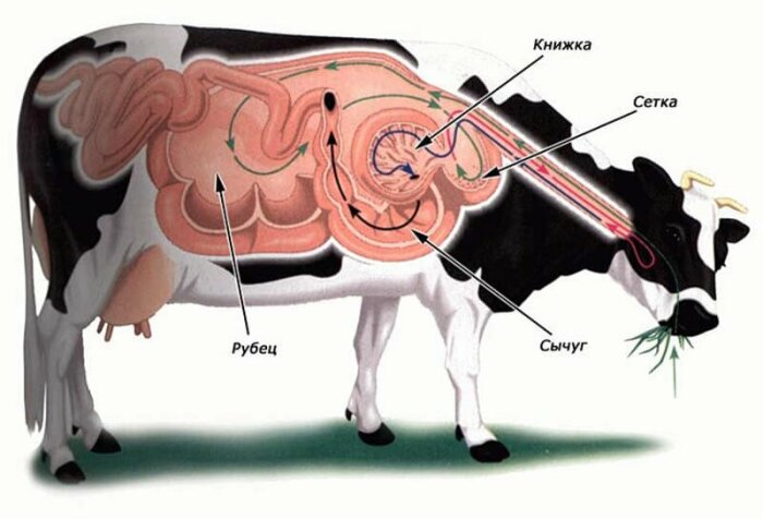 Зачем в Европе коровам делают дырки в боках<br /><br />Но вернемся к нашим коровам. Примерное устройство пищеварительной системы КРС.<br /><br />Проблема заключается в том, что рубец – это крайне беспокойный орган коровьего организма. Крупный рогатый скот особенно склонен к вздутию живота, которое происходит из-за образования ненужных газов в том самом рубце. В случае с коровами, вздутие – это не просто какая-то неприятность, а реальная угроза жизни животного. Газы в желудке вполне могут убить корову в течение суток-двух. В старину «народная» ветеринария решала проблему вздутия одним из двух способов. Первый – повышение физической активности коровы. Другими словами, животное заставляли долго и много бегать. Второй – прокалывание бока КРС при помощи металлического шила.<br /><br /><div style=