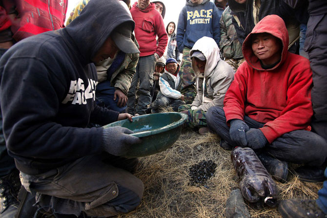Черные копатели – как в Монголии добывают золото 