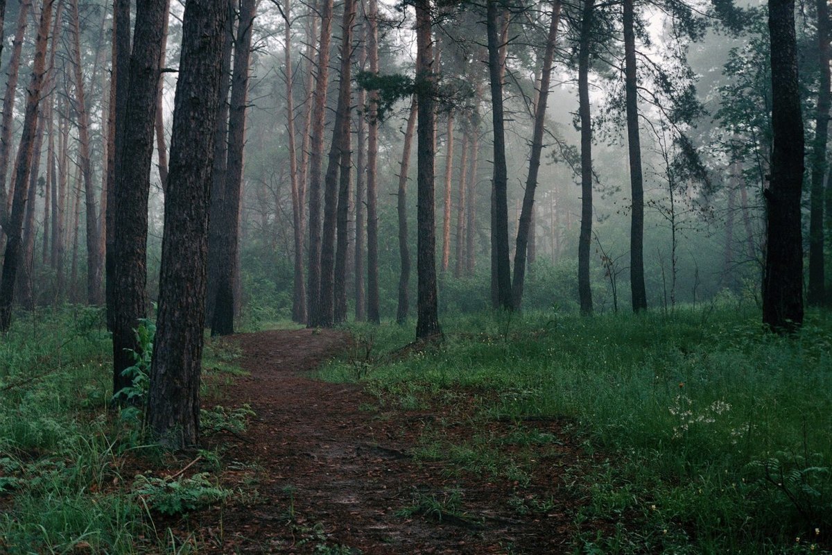 К посеву семян сосны для восстановления лесов приступили в одном из регионов России