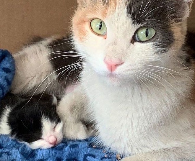 Кошка с котенком