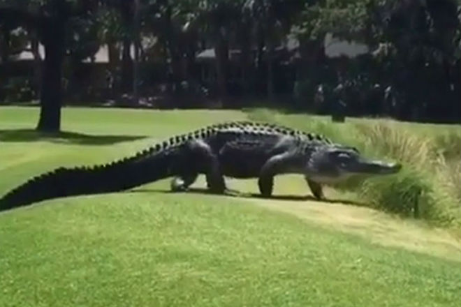 Огромный крокодил из кустов: вышел на поле для гольфа крокодилы,природа,происшествия