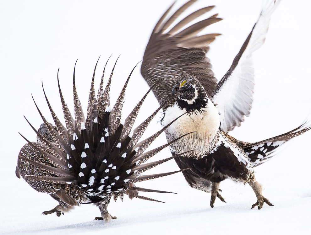 Птичий конкурс Audubon Photography Awards 2019 Птичий конкурс Audubon Photography Awards 2019