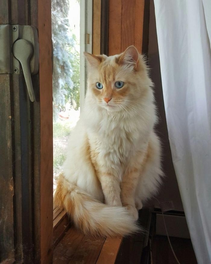 кот Сочи, кот принцесса Диснея