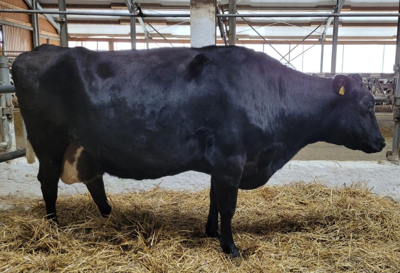 Корова Азиатка из Шацкого района стала рекордсменкой Рязанской области по надою в 2022 году, дав свыше 18 тонн молока