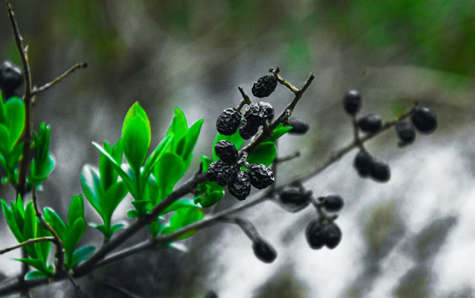 Диетолог Гинзбург заявил о способности черемухи предотвращать развитие рака