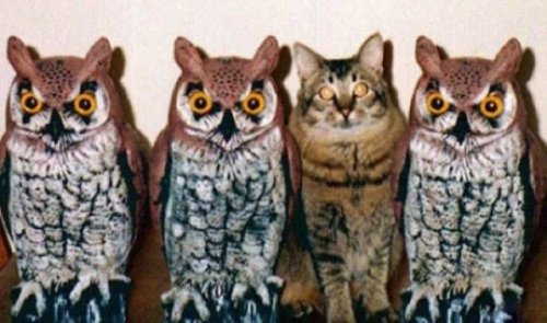 Прелестные животные, которые подарят вам улыбку 