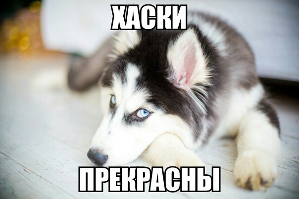 Смешные картинки хаски с надписями