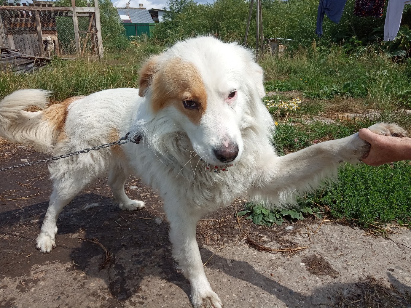 собака дает лапу