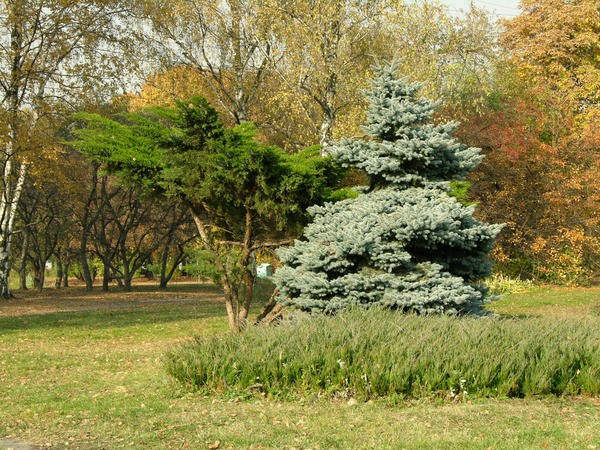 Ель колючая, сорт &amp;#39;Koster&amp;#39;