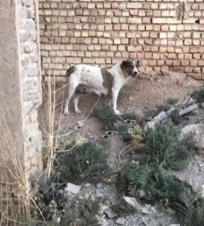 Собака стоит