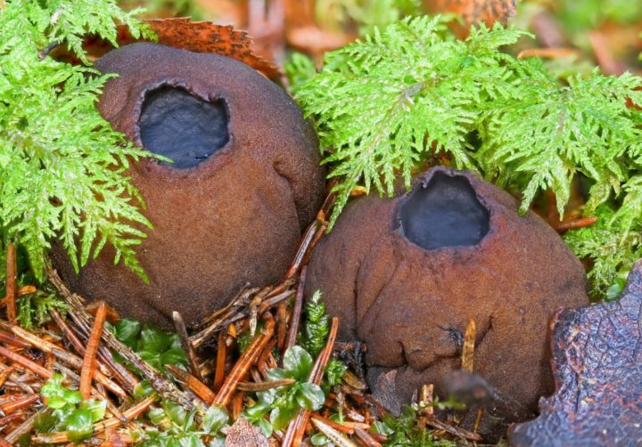 В уральской тайге нашли «ведьмин гриб», который возвращает молодость и силу