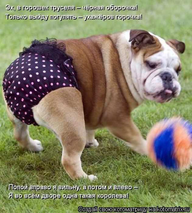 Кошарики :) Кошарики :)