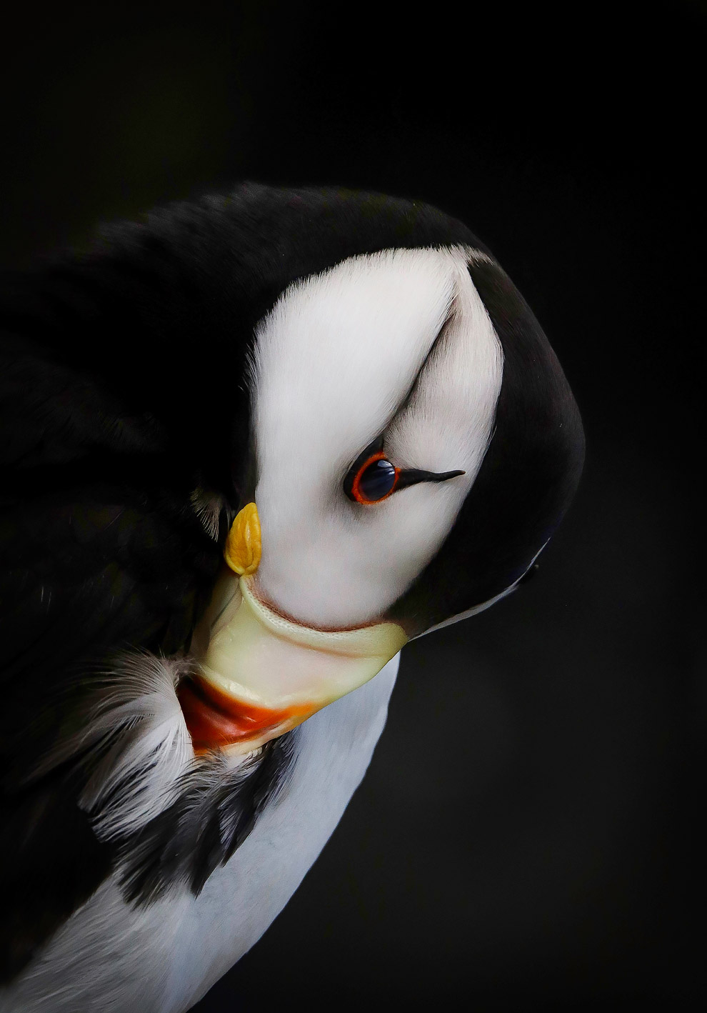 Птичий конкурс Audubon Photography Awards 2019 Птичий конкурс Audubon Photography Awards 2019