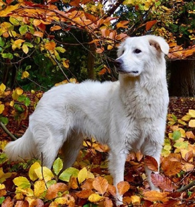 Собака стоит