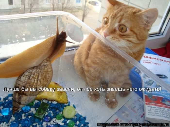 Кошарики :) Кошарики :)