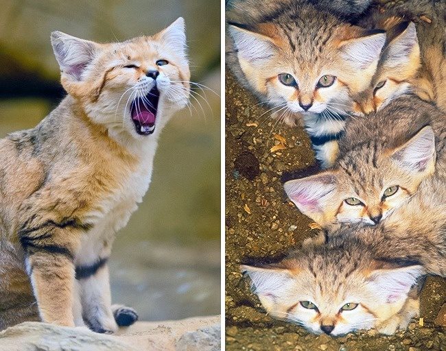 Дикие коты, о которых вы наверняка ничего не слышали