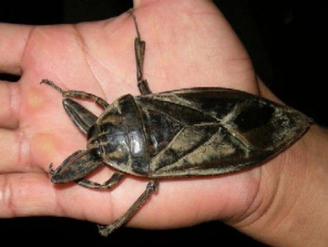 Огромнейшие жуки нашей планеты, которые напугают кого угодно животные,жуки,интересное,насекомые