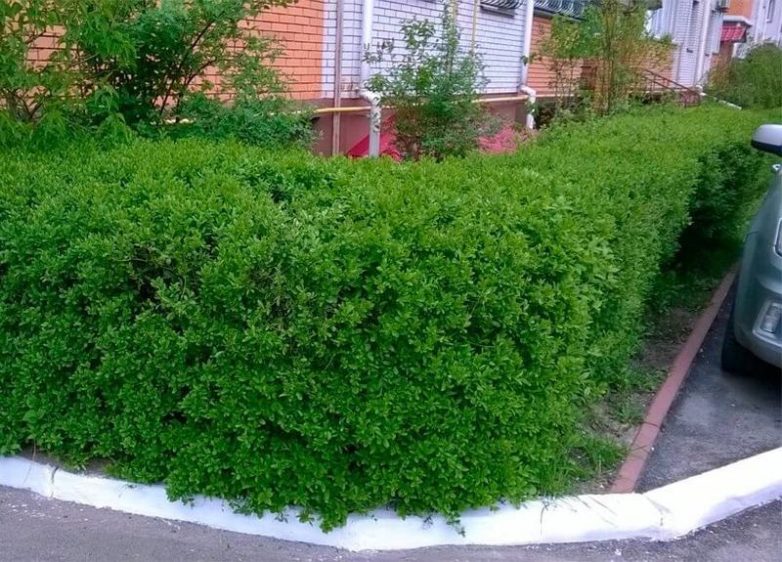 Все плюсы и минусы живой изгороди живая изгородь,интерьер,сделай сам