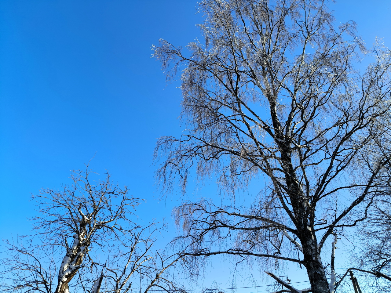 В Кемерово власти ответили на просьбу жителя вернуть деревья на Университетский мост
