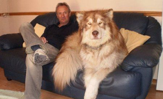 Парикмахер показал, как стригут самых больших собак в мире. Видео