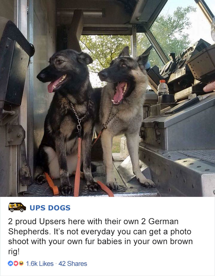 ups-dogs-facebook-group-drivers-meet-routes-sean-mccarren-04