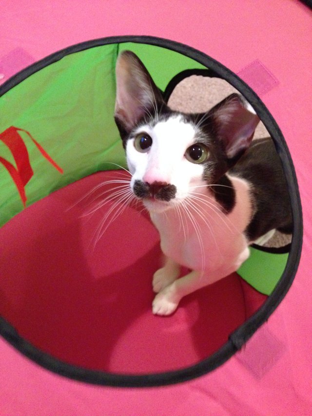 Необычная расцветка этих животных удивляет