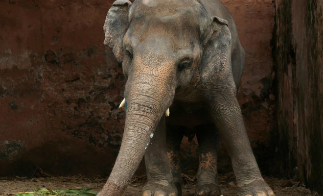 «Самый одинокий слон в мире» 35 лет жил один в вольере. Волонтеры выкупили его и выпустили в Камбодже Культура