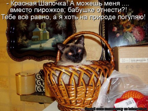Лучшая котоматрица недели Лучшая котоматрица недели позитив,смешные картинки,юмор