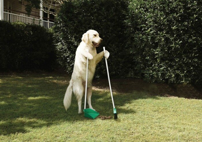 Не убрали за собачкой? Не уследили? Готовьтесь, что с вами никто ругаться не станет, а просто позвонят в полицию / Фото: don24.ru Не убрали за собачкой? Не уследили? Готовьтесь, что с вами никто ругаться не станет, а просто позвонят в полицию / Фото: don24.ru