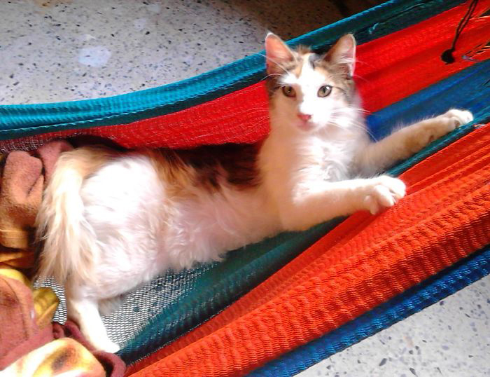 Человечность в трудное время: Семья заботится о 50 бездомных кошках Человечность в трудное время: Семья заботится о 50 бездомных кошках кошки и коты,Хуан Рейносо, Венесуэла, приют