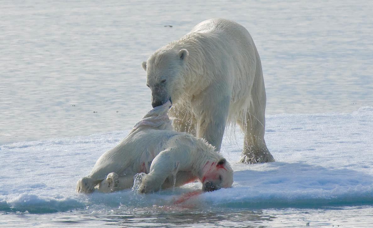 Почему медведи умирают. Каннибализм у белых медведей. Белый медведь. Нападение белог медведя.