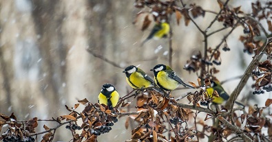 Значит, весна!