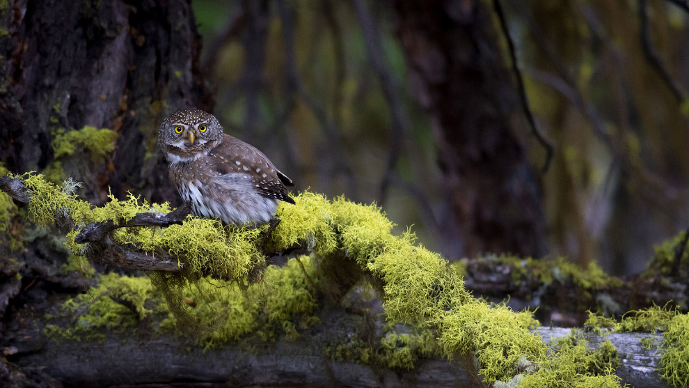 Удивительные фото птиц с конкурса Audubon Photography Awards 2017