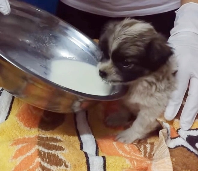 Щенок и молоко