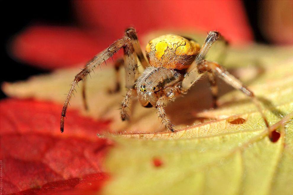 Фотография: Микромир Байкала №8 - BigPicture.ru