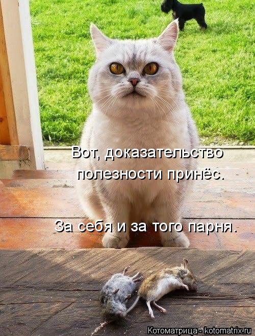 Самые прикольные котоматрицы за прошедшую неделю 