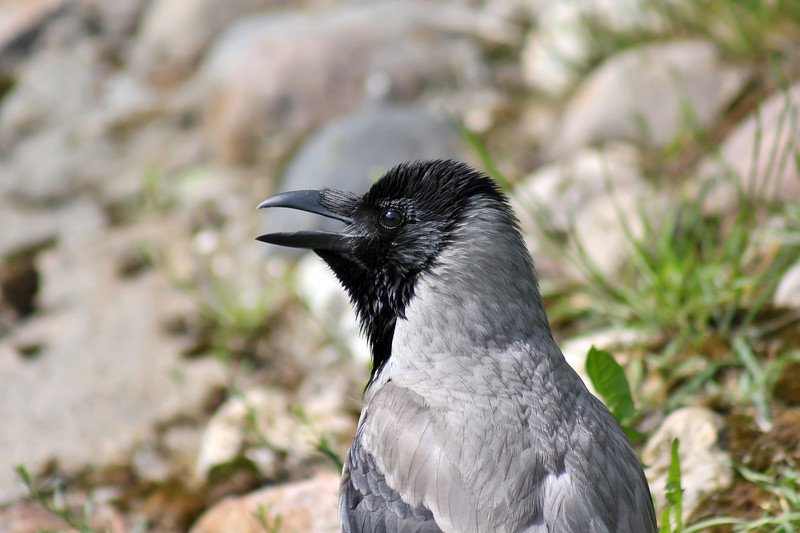 Ворона серая — интеллектуал мира птиц HPAV, Мир тайн, ворона, вороны, интеллект, поведение, птицы, фото