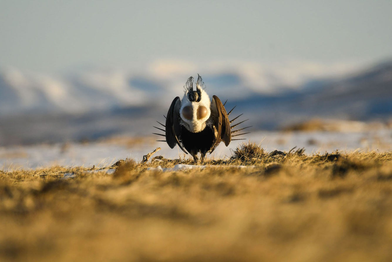 Птичий конкурс Audubon Photography Awards 2021 Audubon, Photography, семейства, птица, Timmis, Северной, птицами, крыльев, хохлатый, Длина, перепел, тетерев, Америки, AwardsБольшая, AwardsАмериканская, меньше, Suriano, Scott, цапля, размах